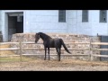 GCM Vernon Hall Wmv