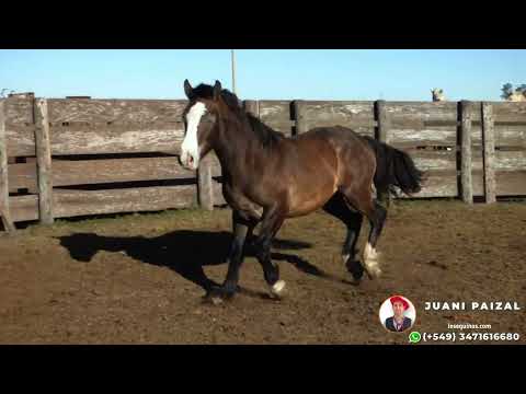 Potro entrepesado entero Zaino cruza de Arabe por Percheron $2.150.000 LOSEQUINOS.COM