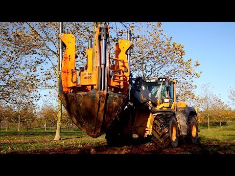 Baumschule: Große Bäume schnell gerodet! Große Maschinen im Einsatz