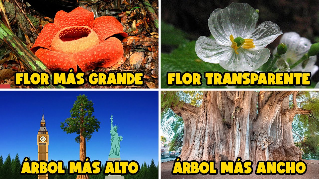 Muchos DATOS INTERESANTES sobre las PLANTAS que seguro no conocías