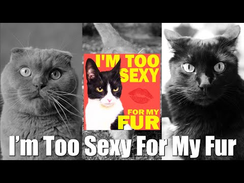 I'm Too Sexy For My Fur [Official Music Video] - Dusty Douglas