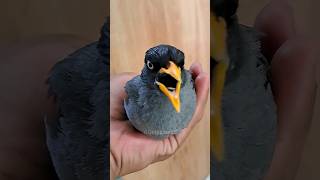 Download lagu Ocehan jalak kebo gacor~Pancingan jalak kebo mp3 Download lagu Ocehan jalak kebo gacor~Pancingan jalak kebo mp3