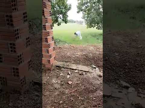 fazenda santa Terezinha campo maior Piauí