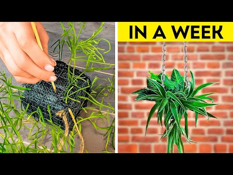 Gardening Hacks: From Seed to Harvest Tips for Beginners 🌱