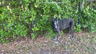 Funny Great Dane Loves To Scratch Her Back On The Fence Foliage