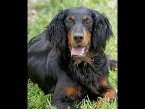 Gordon Setter