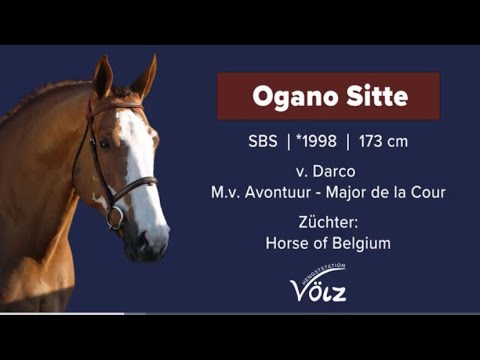 Ogano Sitte (Darco x Avontuur x Major de la Cour)