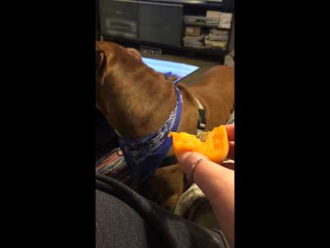 Troy the Pitbull eating apricot :)