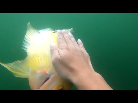 TRIP EPISODE 033- P1 "mga MAMAW sa BANGIN nang TAAL LAKE" (Trip Adventure) | Laurel Batangas |