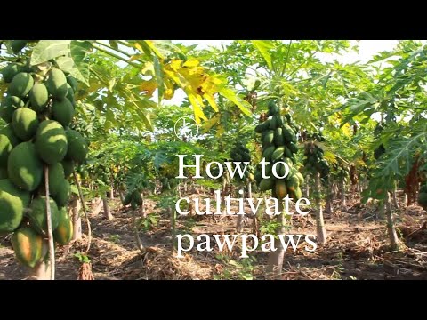 , title : 'COMPLETE PAWPAW FARMING COURSE GUIDE FOR BEGINNERS.'