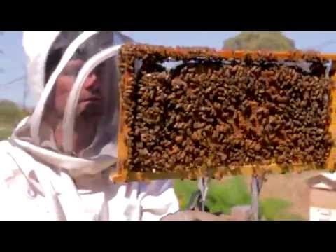 The Practical BeeKeeper Melbourne HD