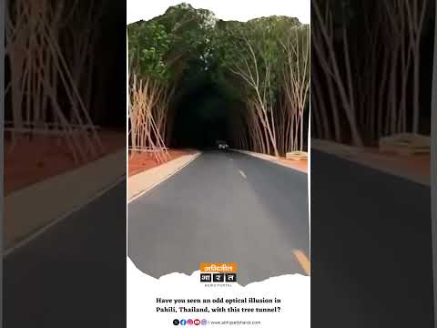 Abhijeet Bharat | Have you seen an odd optical illusion in Pahili, Thailand, with this tree tunnel?