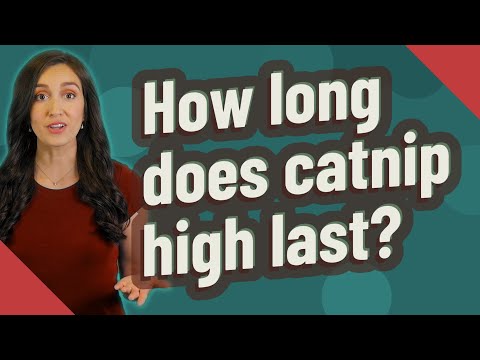 How long does catnip high last?