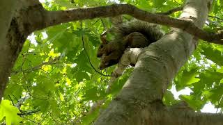 Squirrel Rejection : Cool Trick To Stop Squirrels From Climbing Your Tree, (Sil_bandit_vs Squirrels