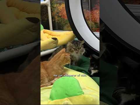 Meet Jackie: "She's Our Supermodel Cat" #shorts