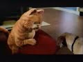 Garfield The Movie 2004 TV Spot 09