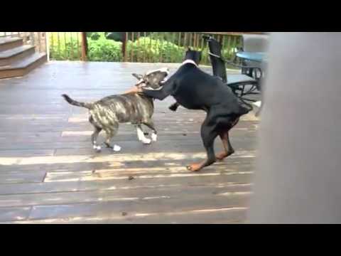 Bull terrier vs Doberman