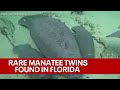 Adorable Rare Manatee Twins Found At Blue Spring State Park In Florida