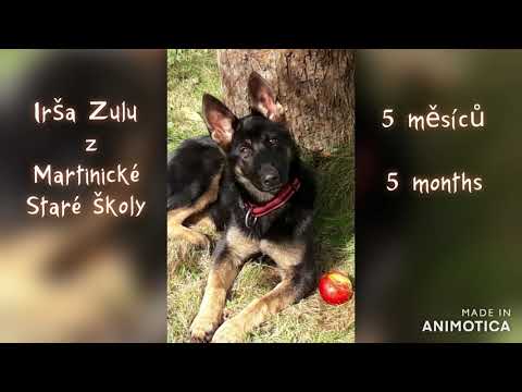 Irša 5 měsíců – triky a poslušnost (5 months puppy - obedience and tricks)