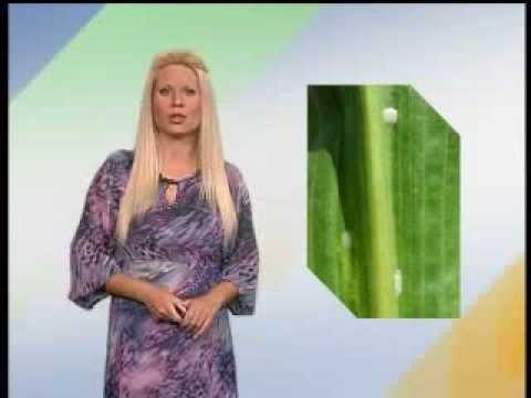 Zelena prognoza 6.8.2013.