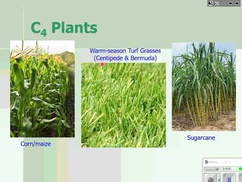 Photosynthesis - C4 and CAM Plants - Cell Energetics (part 10) pp175-176