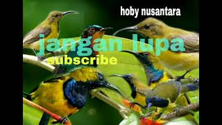 Download lagu suara burung sogon kejepit kombinasi @hobynusantara5159 mp3 Download lagu suara burung sogon kejepit kombinasi @hobynusantara5159 mp3