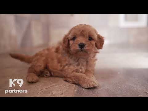 Breeder Tour 60