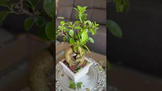 Download lagu Bonsai Plant Care Tips🪴 #plantstoriesbypoojaaparajita #ginseng #ficusbonsai #ficusbenjamina mp3