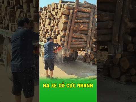 Cưa gần đứt chân cọc rồi nâng ben – Cách xả cả xe gỗ chỉ trong chưa đầy một phút