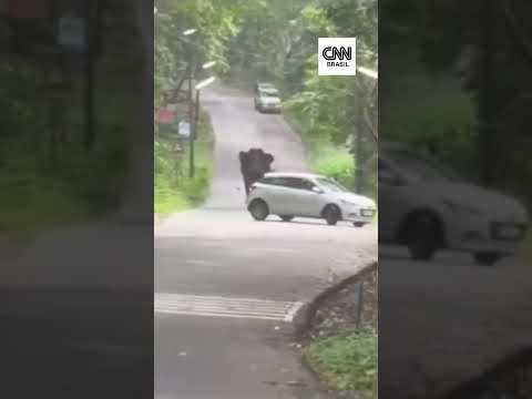 VÍDEO: Elefante selvagem avança em agentes florestais e deixa três feridos na Índia