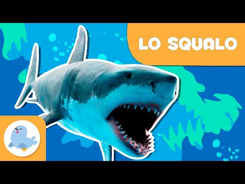 Lo squalo 🦈 Animali per bambini 🌊 Episodio 8