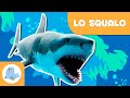 Lo Squalo Animali Per Bambini Episodio 8
