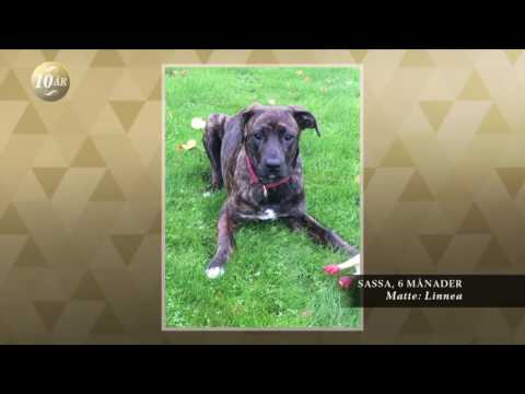 Tittarnas egna bilder på älsklingshunden - Malou Efter tio (TV4)