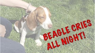 Beagle Puppy Cries all NIGHT! Robert Cabral Dog Training Video