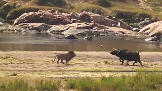 Download lagu Kerbau VS Singa | Pertarungan Hidup dan Mati!!! mp3