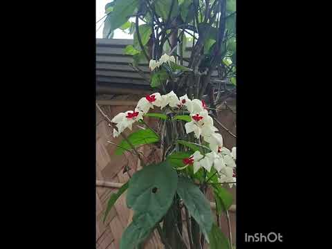 Good morning my sweet people have a joyful day🥰🥰🥰🥰