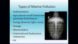 Marine Pollution Lecture