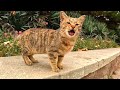 Tabby Cats Are Hungry And Nervous They Are Fighting With Each Other