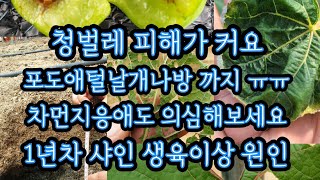 7월 청벌레, 포도애털날개나방, 차먼지응애 피해, 1년차 샤인 생육이상 원인