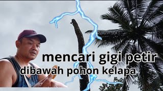 Download lagu MENCARI GIGI PETIR DIBAWAH POHON KELAPA YANG TERKENA PETIR mp3