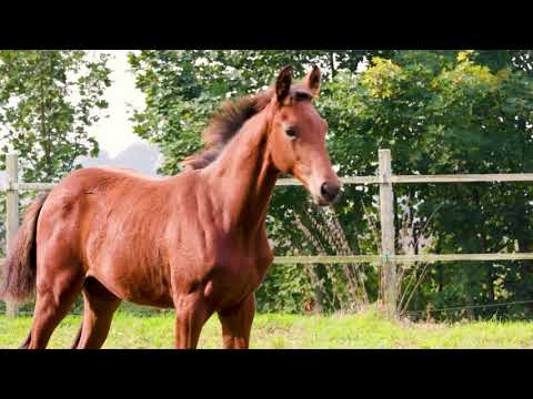 Halbschwester zu Stakkato Gold - Hannoveraner Stutfohlen 05/2017 von Perigueux  ZU VERKAUFEN