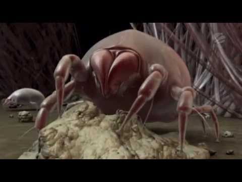 鶏のワクモの治療法は何ですか?イエダニを駆除するために取るべき手順  庭園