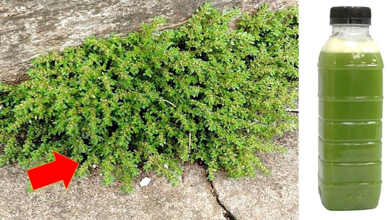 1 folha destrói Hipertensão, Inflamação, Feridas, Gripes, Resfriado, Tosse (Melhor que Remédio)