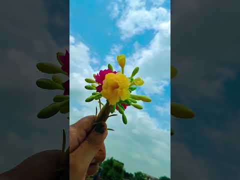 Bahut khoobsurat  #trendingsong #shortsvideo #viralvideos #flowers #love #subscribemychannel #plz 🌺🙏