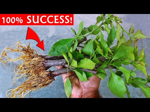 SUPER EASY Method To GROW Bougainvillea From Cuttings