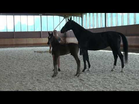 "Fürst Henry" HF 2017 v. Fürst William x Sandro Hit