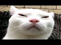 cats causing problems DEFAULT Thumbnail