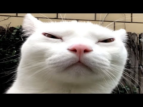 cats causing problems