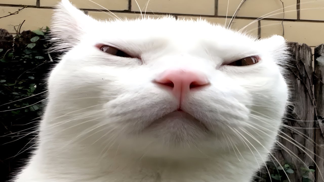 cats causing problems