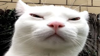 cats causing problems MQDEFAULT Thumbnail